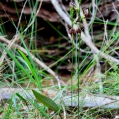 Cryptostylis erecta at Moruya, NSW - suppressed