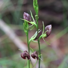 Cryptostylis erecta at Moruya, NSW - suppressed