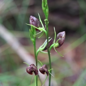 Cryptostylis erecta at Moruya, NSW - suppressed