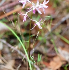 Dipodium variegatum (Blotched Hyacinth Orchid) at Broulee Moruya Nature Observation Area - 5 Jan 2024 by LisaH