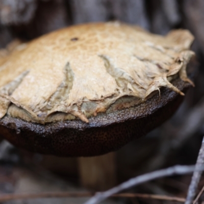 Bolete sp. (Bolete sp.) at Broulee Moruya Nature Observation Area - 5 Jan 2024 by LisaH