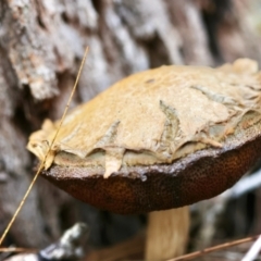 Bolete sp. at Moruya, NSW - suppressed