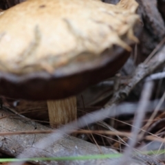 Bolete sp. at Moruya, NSW - 5 Jan 2024