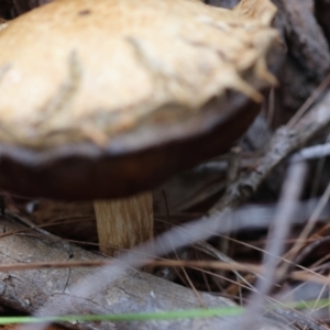 Bolete sp. at Moruya, NSW - suppressed