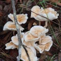 Collybia sp. (Collybia) at Moruya, NSW - 5 Jan 2024 by LisaH