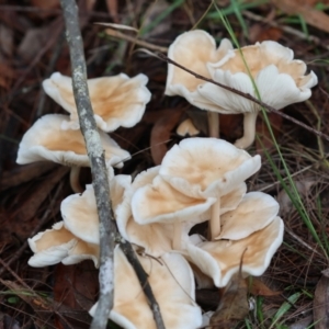 Collybia sp. at Moruya, NSW - suppressed