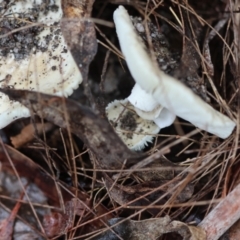 Unidentified Fungus at Moruya, NSW - 5 Jan 2024 by LisaH