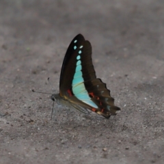 Graphium choredon (Blue Triangle) at Ormiston, QLD - 3 Jan 2024 by TimL