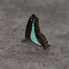 Unidentified Swallowtail (Papilionidae) at Ormiston, QLD - 2 Jan 2024 by TimL