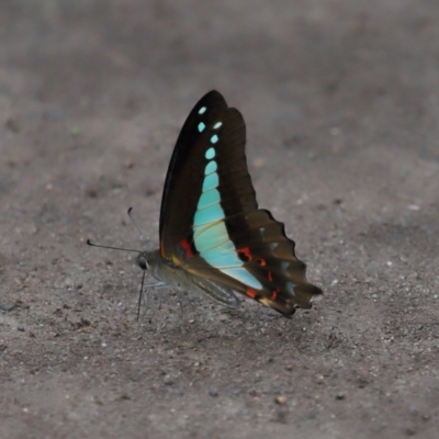 Papilio aegeus at Ormiston, QLD - 2 Jan 2024 by TimL