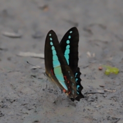 Graphium choredon at Ormiston, QLD - 3 Jan 2024 09:03 AM