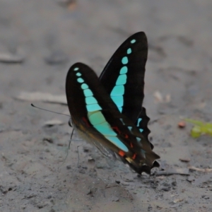 Graphium choredon at Ormiston, QLD - 3 Jan 2024 09:03 AM