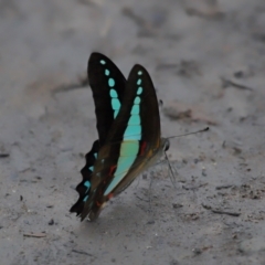 Graphium choredon at Ormiston, QLD - 3 Jan 2024 09:03 AM