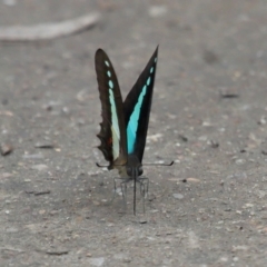 Graphium choredon at Ormiston, QLD - 3 Jan 2024 09:03 AM