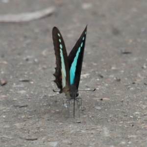 Graphium choredon at Ormiston, QLD - 3 Jan 2024 09:03 AM