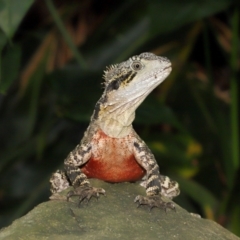 Intellagama lesueurii lesueurii (Eastern Water Dragon) at Brisbane City Botanic Gardens - 4 Jan 2024 by TimL