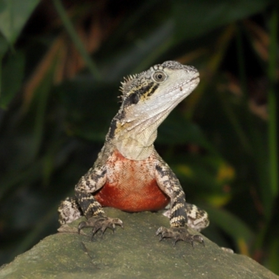 Unidentified Dragon at Brisbane City Botanic Gardens - 4 Jan 2024 by TimL