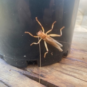 Gryllacrididae (family) at Khancoban, NSW - 6 Jan 2024 08:44 AM