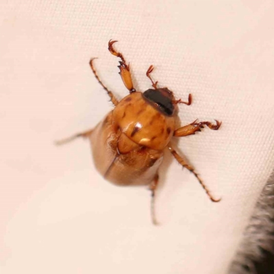 Cyclocephala signaticollis (Argentinian scarab) at Turner, ACT - 1 Jan 2024 by ConBoekel