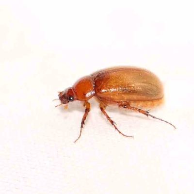 Unidentified Scarab beetle (Scarabaeidae) at Turner, ACT - 1 Jan 2024 by ConBoekel