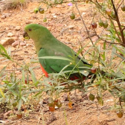 Alisterus scapularis (Australian King-Parrot) at Dryandra St Woodland - 1 Jan 2024 by ConBoekel