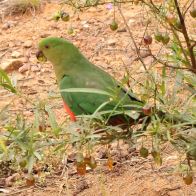 Alisterus scapularis (Australian King-Parrot) at Dryandra St Woodland - 31 Dec 2023 by ConBoekel