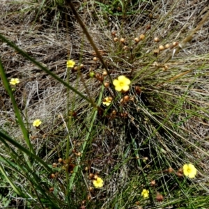 Linum trigynum at Murga, NSW - suppressed