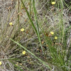 Linum trigynum at Murga, NSW - suppressed