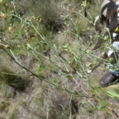 Linum trigynum at Murga, NSW - 2 Jan 2024