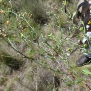 Linum trigynum at Murga, NSW - 2 Jan 2024