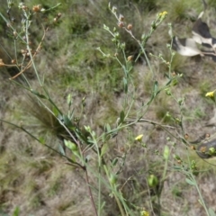 Linum trigynum at Murga, NSW - 2 Jan 2024