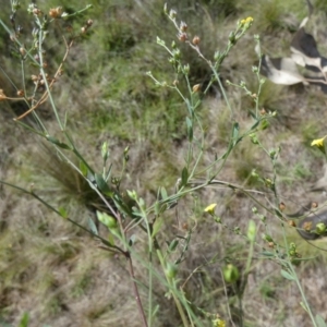 Linum trigynum at Murga, NSW - 2 Jan 2024