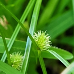 Cyperus brevifolius (Short-leaved Flat Sedge) at Mascot, NSW - 6 Jan 2024 by trevorpreston