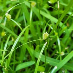 Cyperus brevifolius at Mascot, NSW - 6 Jan 2024 09:14 AM