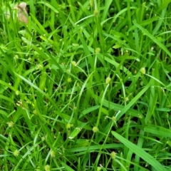 Cyperus brevifolius at Mascot, NSW - 6 Jan 2024