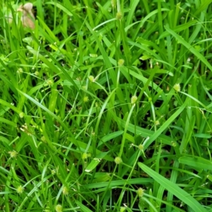 Cyperus brevifolius at Mascot, NSW - 6 Jan 2024 09:14 AM