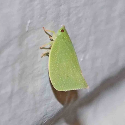 Siphanta acuta (Green planthopper, Torpedo bug) at Turner, ACT - 1 Jan 2024 by ConBoekel