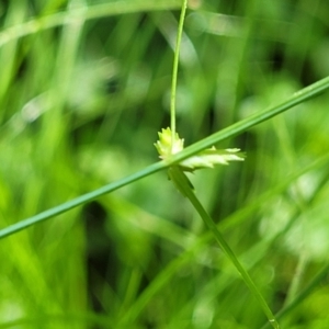 Cyperus gracilis at Mascot, NSW - 6 Jan 2024