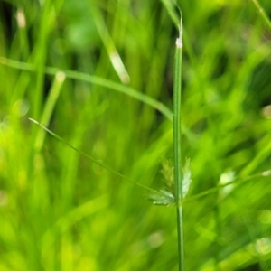 Cyperus gracilis at Mascot, NSW - 6 Jan 2024