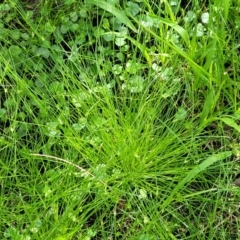 Cyperus gracilis at Mascot, NSW - 6 Jan 2024 09:15 AM