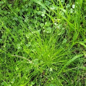 Cyperus gracilis at Mascot, NSW - 6 Jan 2024