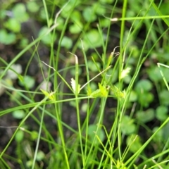 Cyperus gracilis at Mascot, NSW - 6 Jan 2024 09:15 AM