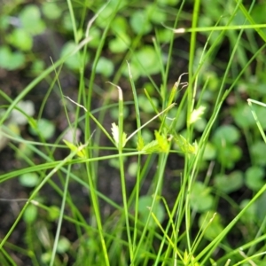 Cyperus gracilis at Mascot, NSW - 6 Jan 2024