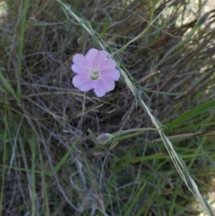 Convolvulus angustissimus subsp. angustissimus (Australian Bindweed) at Murga, NSW - 1 Jan 2024 by Paul4K