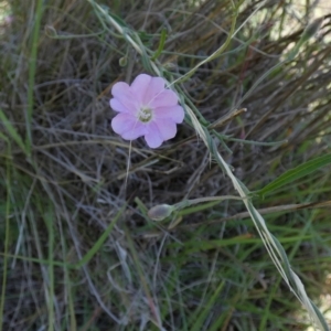 Convolvulus angustissimus subsp. angustissimus at Murga, NSW - 2 Jan 2024