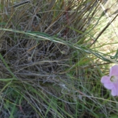 Convolvulus angustissimus subsp. angustissimus at Murga, NSW - 2 Jan 2024