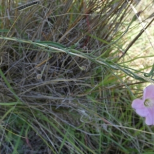 Convolvulus angustissimus subsp. angustissimus at Murga, NSW - 2 Jan 2024