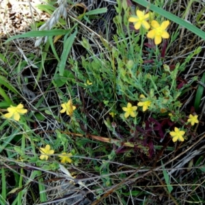 Hypericum gramineum at Murga, NSW - 2 Jan 2024