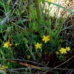 Hypericum gramineum at Murga, NSW - 2 Jan 2024