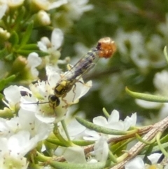 Unidentified Flower wasp (Scoliidae or Tiphiidae) by Paul4K